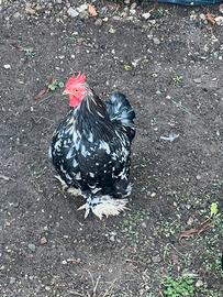 Coppia cocincina nana