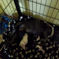 Cuccioli di bulldog francese