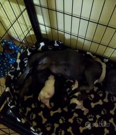 Cuccioli di bulldog francese