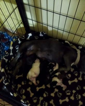 Cuccioli di bulldog francese