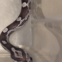Serpente del grano