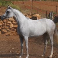 Cavalla araba da show e passeggiate