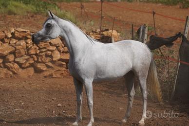 Cavalla araba da show e passeggiate