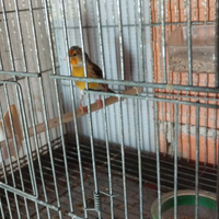 Ibrido adulto di cardellino x canarina