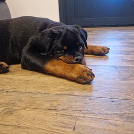 Cucciolo maschio Rottweiler linea timit tor