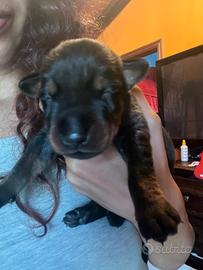 Cuccioli neri focati