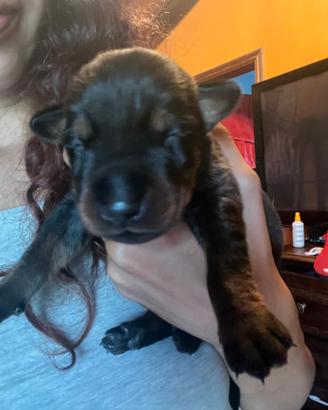 Cuccioli neri focati