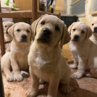 Disponibili cuccioli di Labrador