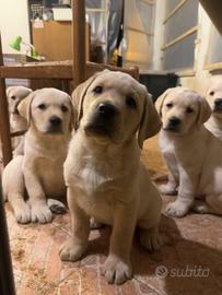 Disponibili cuccioli di Labrador