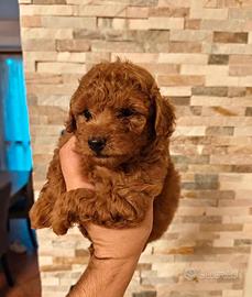 Cuccioli Barboncino Toy