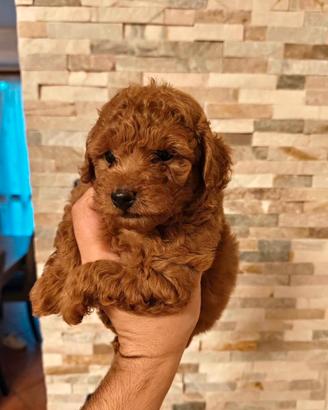 Cuccioli Barboncino Toy