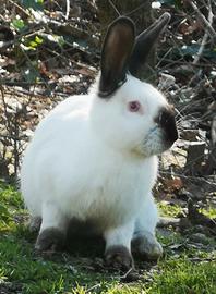 Coniglio California