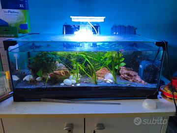 Acquario maturo