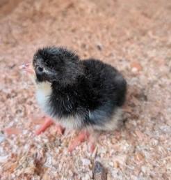 Pulcini di "COUCOU DI MALINES" razza pura