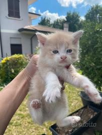 Gattini mix siberiani