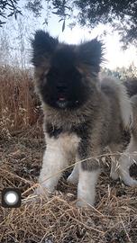 Akita Americano Cuccioli