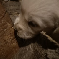 Golden retriever cucciolata selezionata pedigree