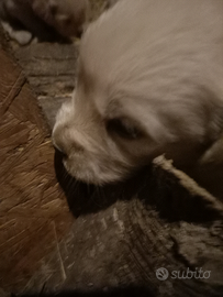 Golden retriever cucciolata selezionata pedigree