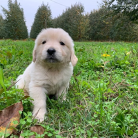 Cuccioli di golden