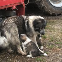 Cuccioli incrocio pastore del Caucaso x Pirenei