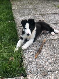 Border collie