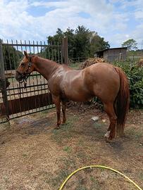 Cavallo