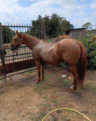 Cavallo