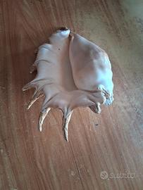 conchiglia ragno 