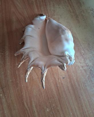 conchiglia ragno 