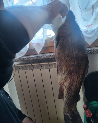 Si vendono trote a domicilio