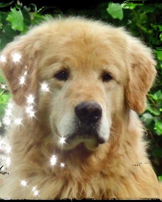 Il Golden Delle Grandi Ombre ti fanno sognare