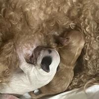 Cuccioli di barboncini toy originali