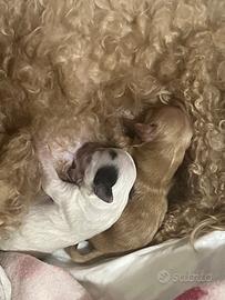 Cuccioli di barboncini toy originali