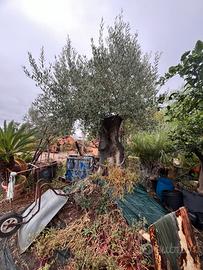pianta di olivo secolare