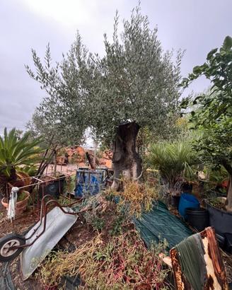 pianta di olivo secolare