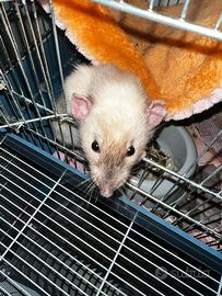 Ratti siamesi coppia