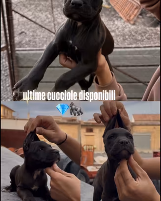 pitbull