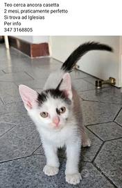 Gattino in adozione