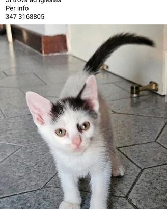 Gattino in adozione