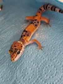 Geco leopardino baby di 3 mesi