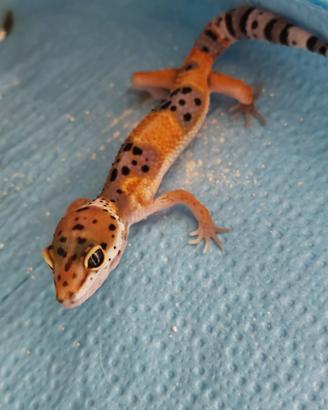 Geco leopardino baby di 3 mesi