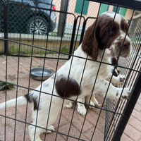 Disponibili due cuccioli di springer spaniel ingle