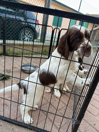 Disponibili due cuccioli di springer spaniel ingle