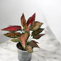 Aglaonema Strawberry