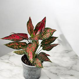 Aglaonema Strawberry