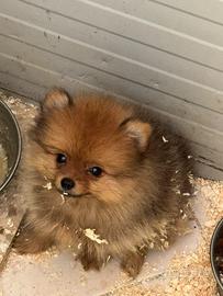 Spitz di Pomerania