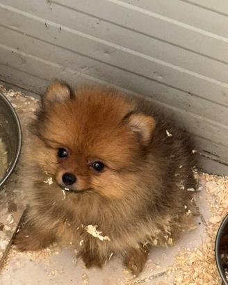 Spitz di Pomerania