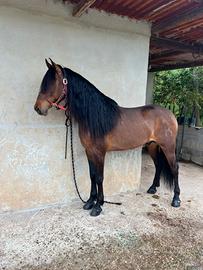 Castrone spagnolo
