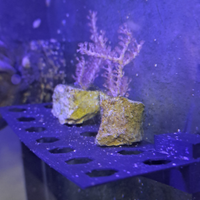 Gorgonia rosa fotosintetica