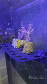 Gorgonia rosa fotosintetica